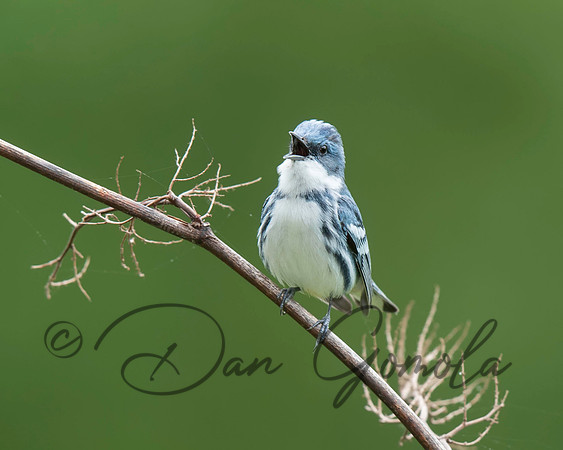 Cerulean Warbler