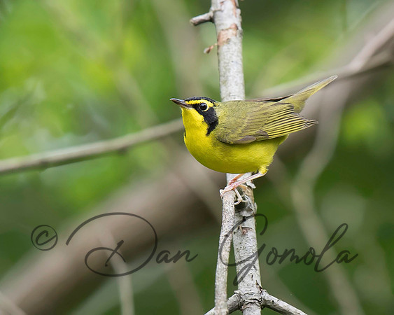Kentucky Warbler