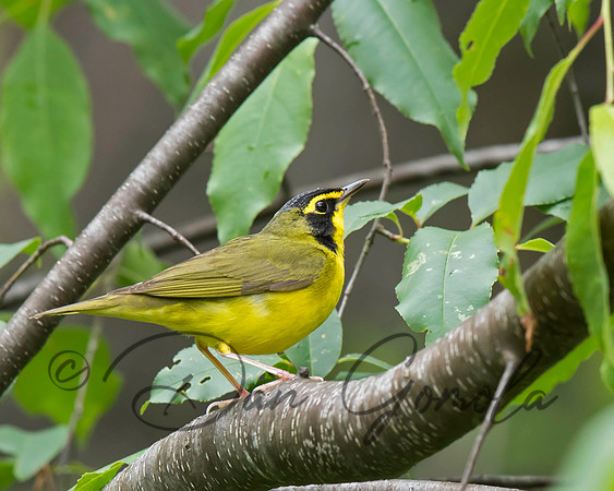 Kentucky Warbler