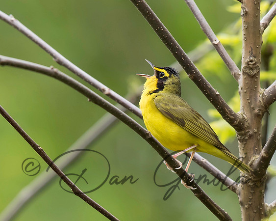 Kentucky Warbler