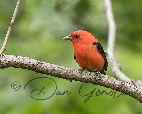 Scarlet Tanager