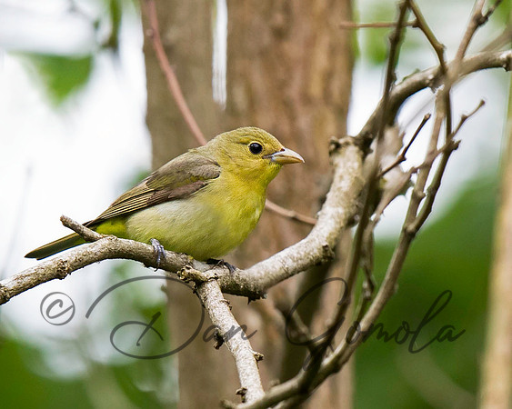 Scarlet Tanager