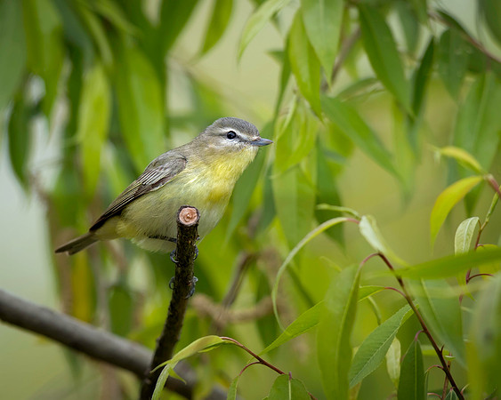 Philadelphia Vireo