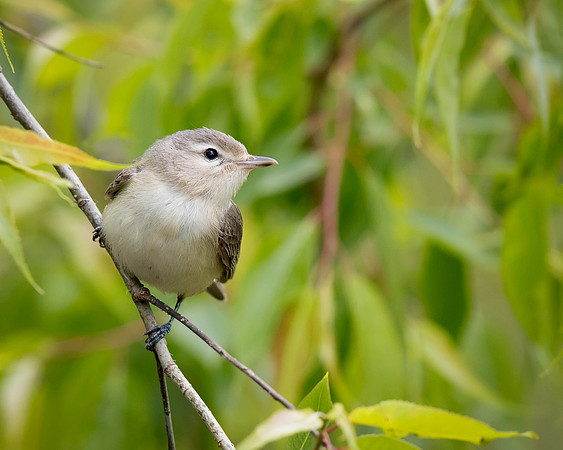 Warbling Vireo