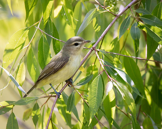 Warbling Vireo