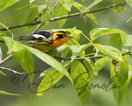 Blackburnian Warbler