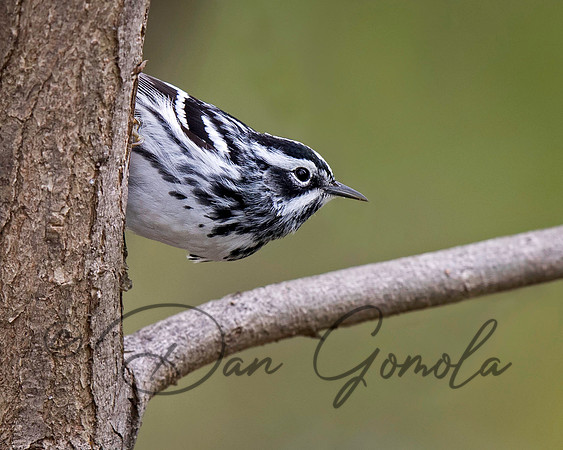 Black-and-white Warbler
