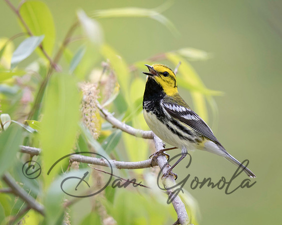 Black-throated Green Warbler