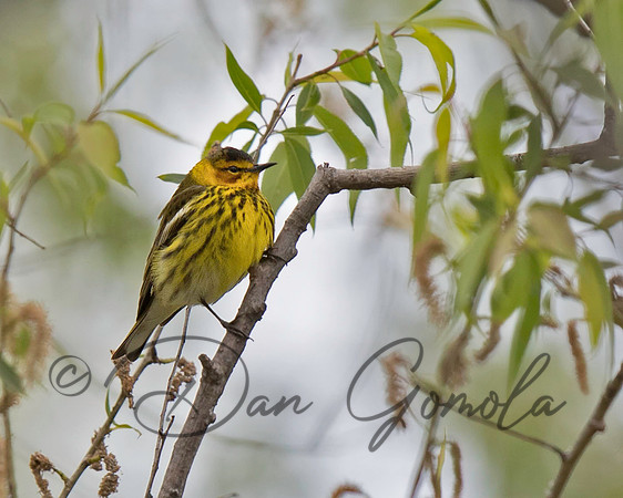 Cape May Warbler