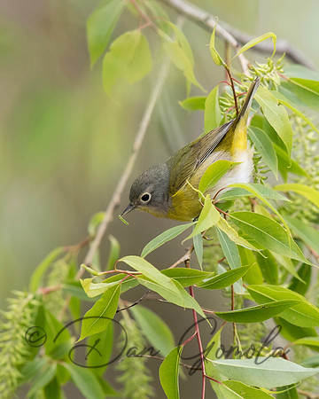 Nashville Warbler