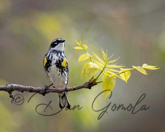 Yellow-rumped Warbler
