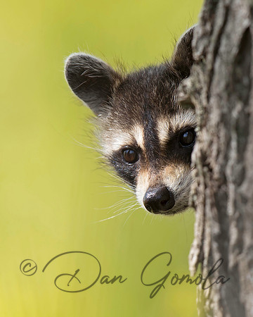 Raccoon