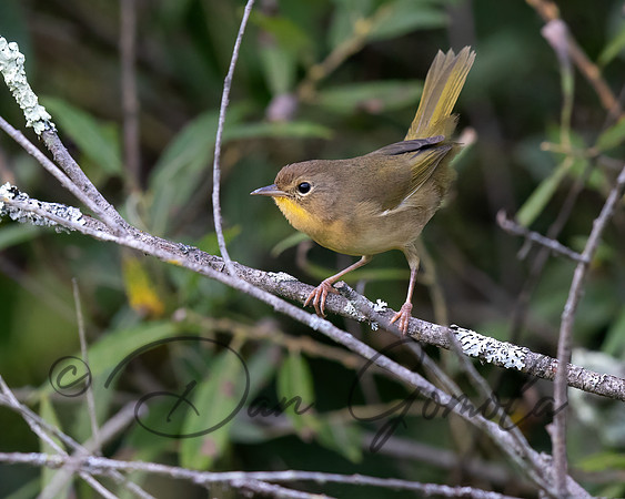 Common Yellowthroat