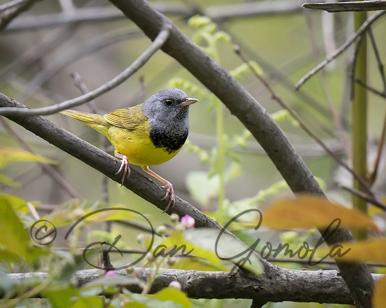 Mourning Warbler