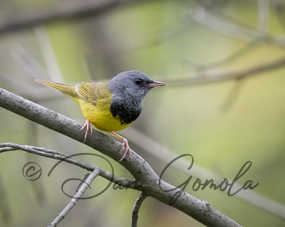 Mourning Warbler