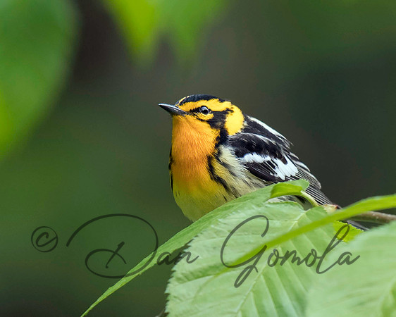 Blackburnian Warbler
