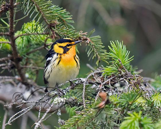 Blackburnian Warbler