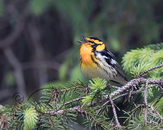 Blackburnian Warbler