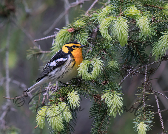 Blackburnian Warbler