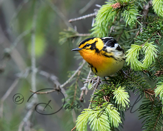 Blackburnian Warbler