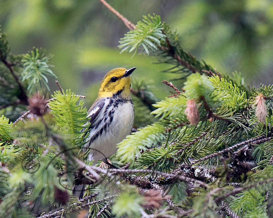 Black-throated Green Warbler