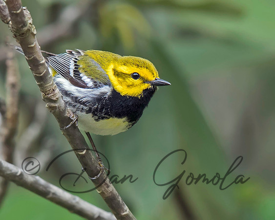 Black-throated Green Warbler