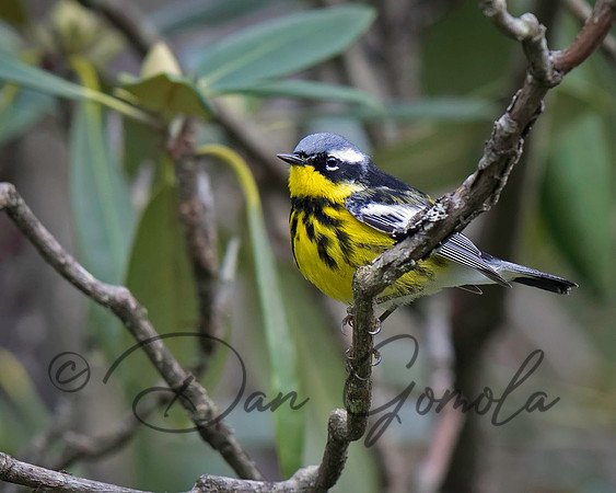 Magnolia Warbler