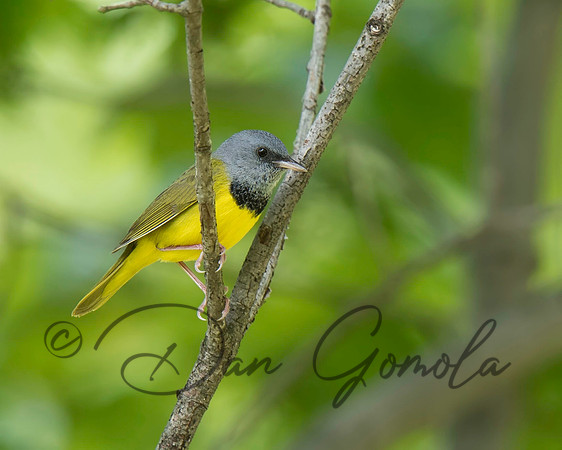 Mourning Warbler