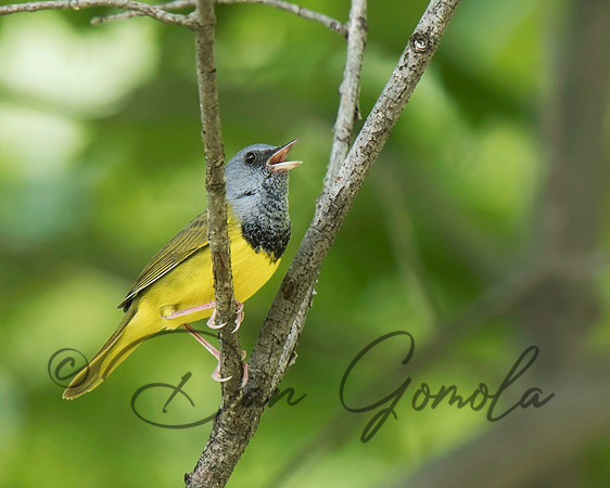 Mourning Warbler
