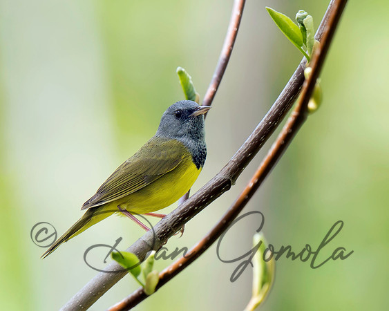 Mourning Warbler