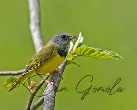 Mourning Warbler