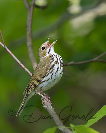 Ovenbird