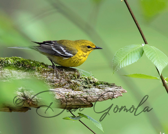 Pine Warbler