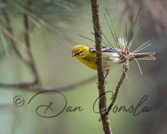 Pine Warbler