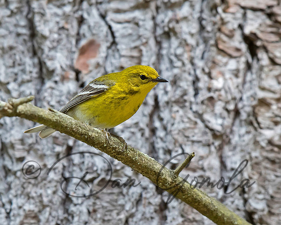 Pine Warbler