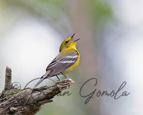 Pine Warbler