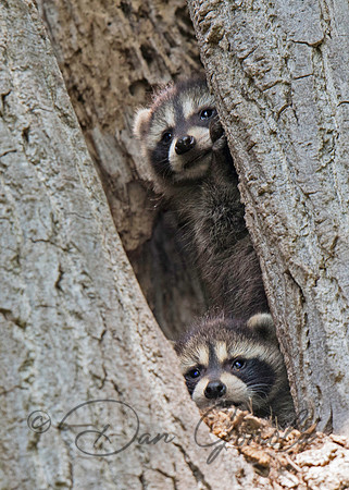 Raccoon
