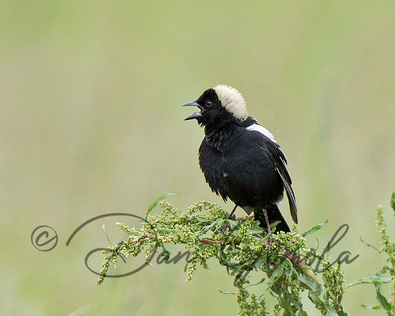 Bobolink