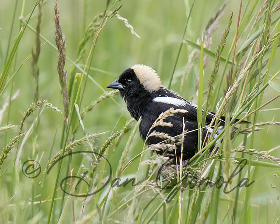 Bobolink