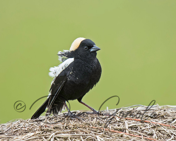 Bobolink