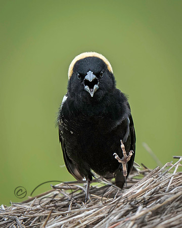 Bobolink