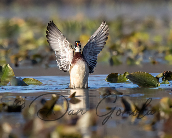 Wood Duck