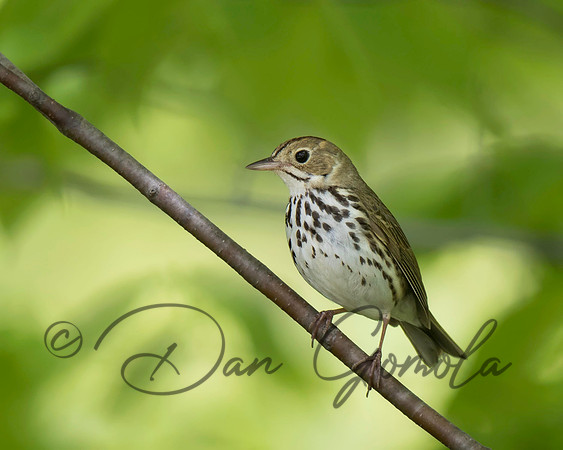 Ovenbird