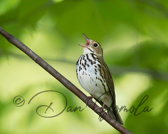 Ovenbird
