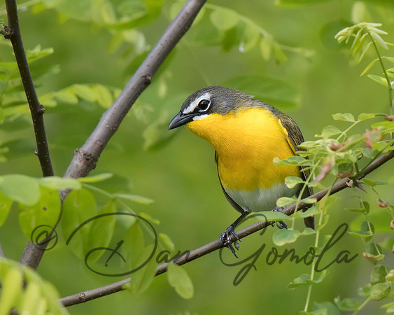 Yellow-breasted Chat
