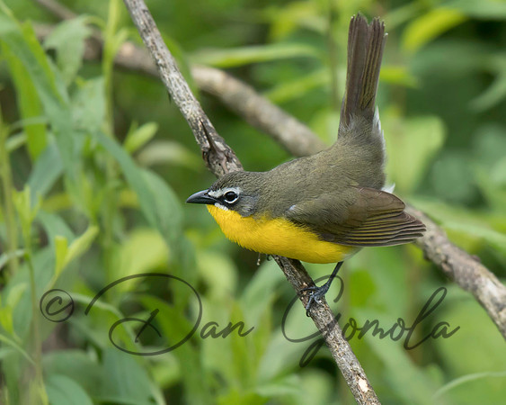 Yellow-breasted Chat