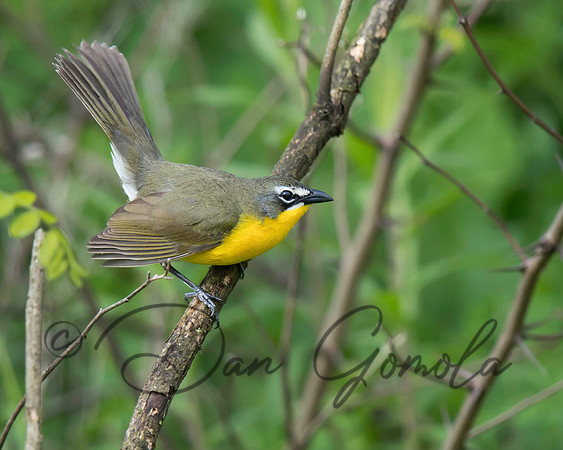 Yellow-breasted Chat