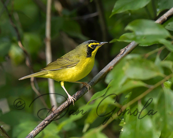 Kentucky Warbler
