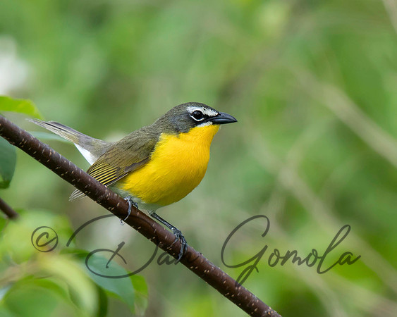 Yellow-breasted Chat