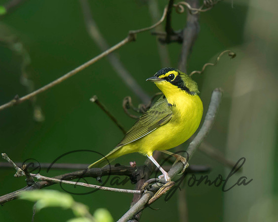 Kentucky Warbler